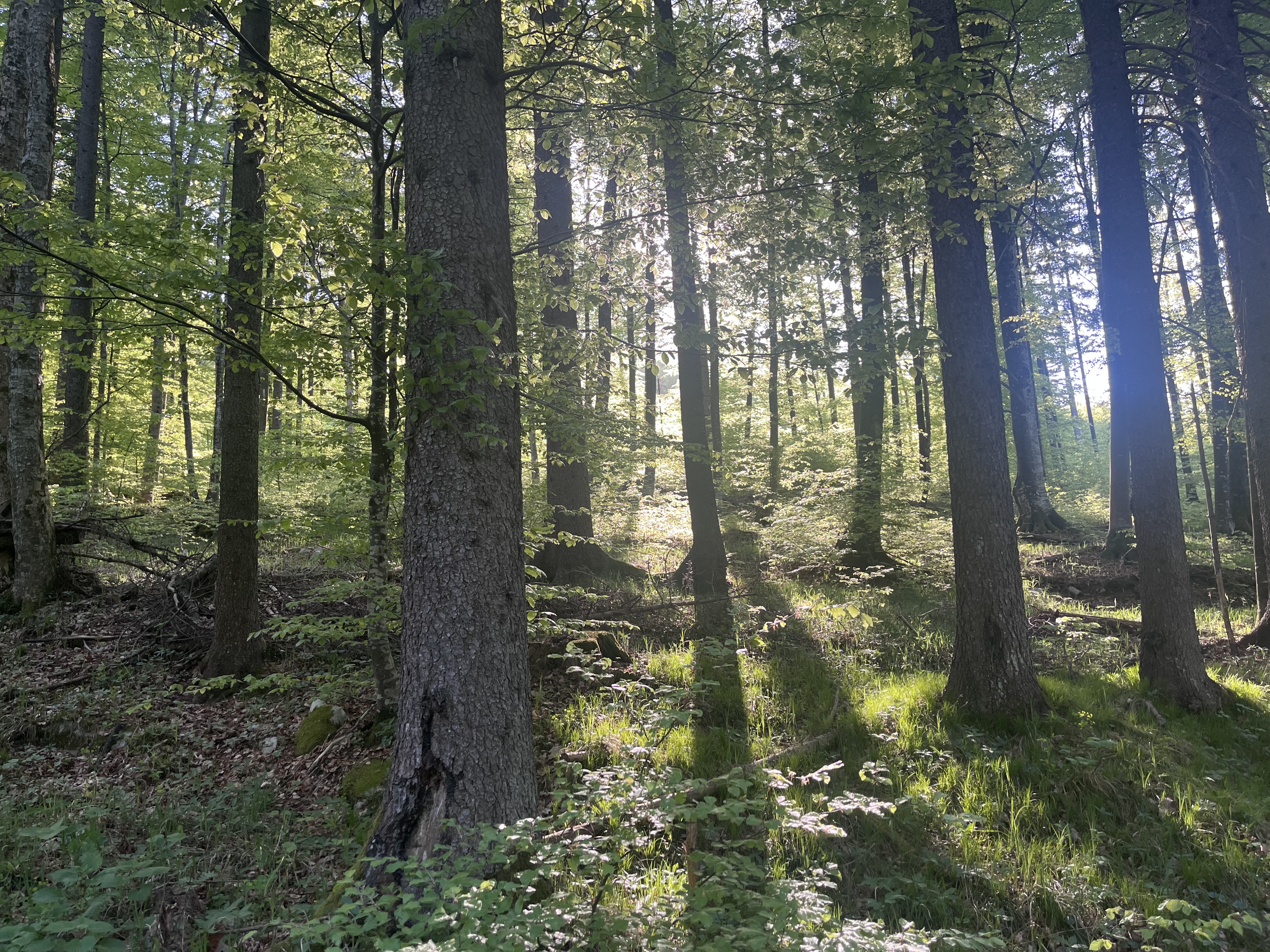Kočevje forest